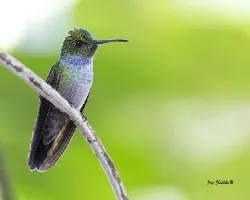 Amazilia amabilis