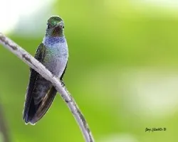 Amazilia amabilis
