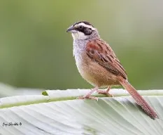 Aimophila ruficauda