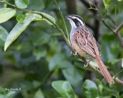Aimophila ruficauda