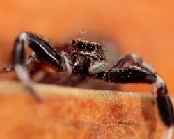 Araña saltarina