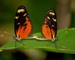 Mariposas