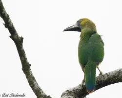 Aulacorhynchus prasinus