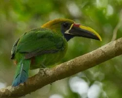 Aulacorhynchus prasinus