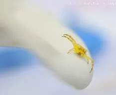 Arañita cangrejo