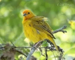 Sicalis flaveola