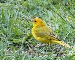 Sicalis flaveola