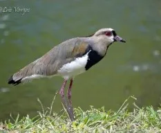Vanellus chilensis