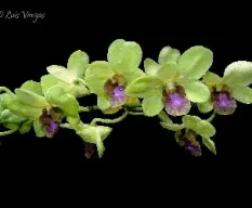 Phalaenopsis sp
