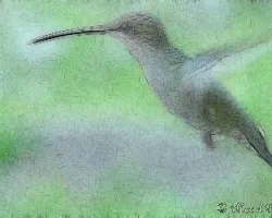Colibrí