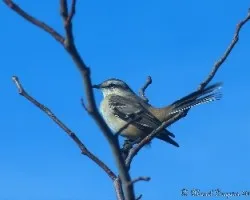 Mimus saturninus