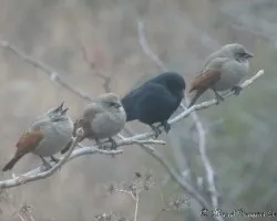 Tordos