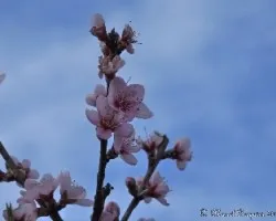 Prunus persica