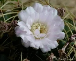 Gymnocalicium sp