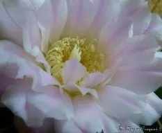 Gymnocalicium sp