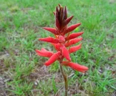 Sacoila australis