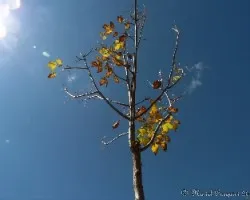 Fraxinus