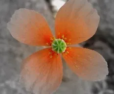 Amapola