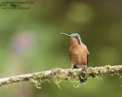 Lampornis calolaemus