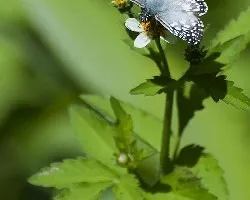 Mariposa
