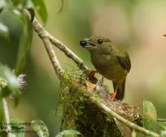 Manacus candei