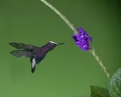 Microchera albocoronata