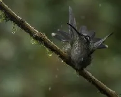 Eugenes fulgens