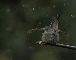Eugenes fulgens