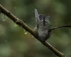 Eugenes fulgens