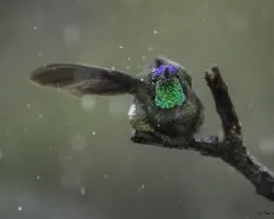 Eugenes fulgens