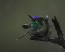 Eugenes fulgens