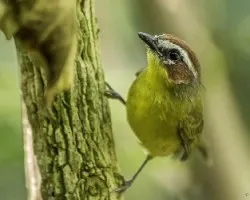 Basileuterus rufifrons