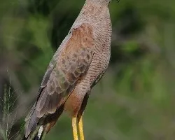 Buteogallus meridionalis