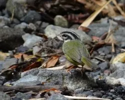 Basileuterus tristriatus