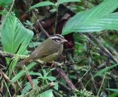 Basileuterus tristriatus