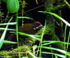 Arremon crassirostris