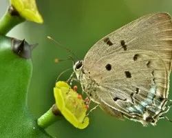 Mariposa