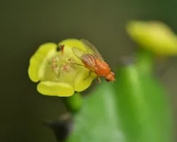 Mosca