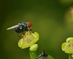 Mosca