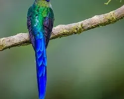 Aglaiocercus coelestis