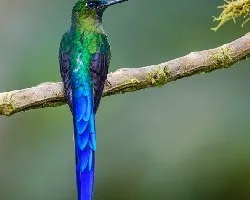 Aglaiocercus coelestis