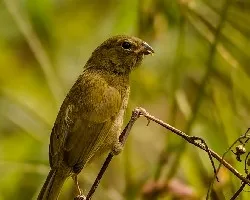 Tiaris olivaceus