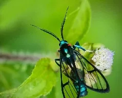Mariposa