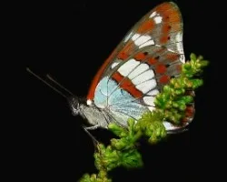 Limenitis reducta