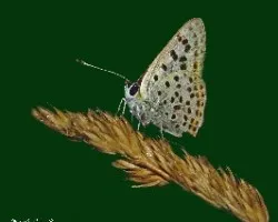 Mariposa