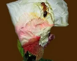 Cistus ladanifer 