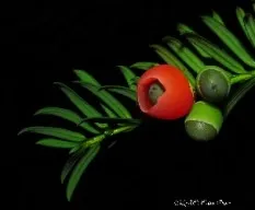 Taxus baccata