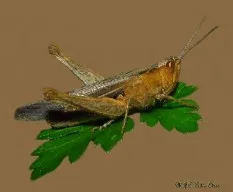 Saltamontes