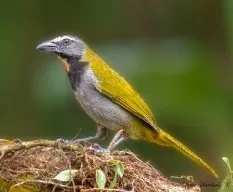 Saltator maximus