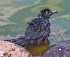 Quiscalus mexicanus